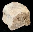 Bargain Dinosaur Bone - Hadrosaur Toe Bone #14006-1